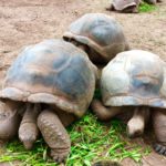 リクガメの飼い方