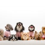 犬の膝蓋骨脱臼(しつがいこつだっきゅう)とはどんな状態?