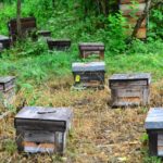 偽物に注意!【本物のマヌカハニーはTCNで購入しよう】選び方も紹介