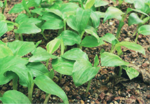 敏感肌にはアルファピニ28がおすすめ【独自成分・アオノクマタケランが効く】